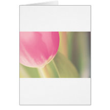 Plush Pink Tulip, Photography, templates Greeting Cards