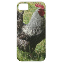 Plymouth Rock Chicken iPhone 5 Covers