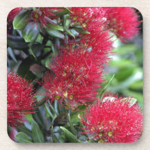 Pohutukawa tree flowering drink coasters
