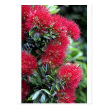 Pohutukawa tree flowering postcards