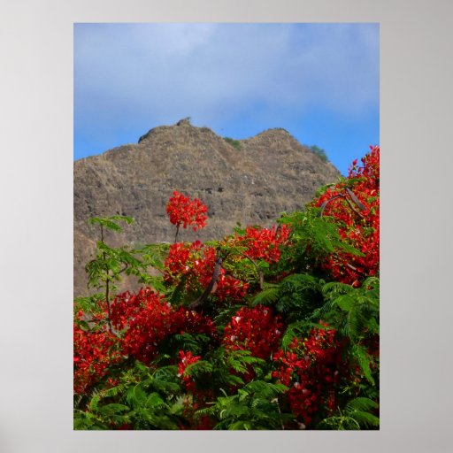 Poinciana Tree and Diamond Head Print
