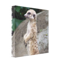 Poised Meerkat Canvas Print