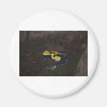 Poison Dart Frog Refrigerator Magnet