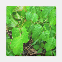 Poison ivy refrigerator magnets