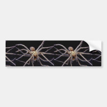 Poisonous menacing recluse spider bumper stickers