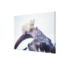 Polar bear on top of a bowhead whale jaw bone, canvas print