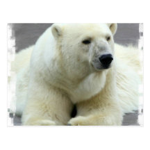 Polar Bear Postcard