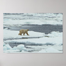 Polar Bear Print