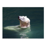 Polar bear resting post cards