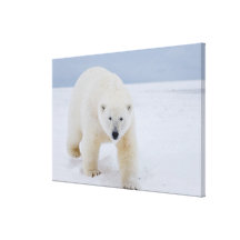 polar bear, Ursus maritimus, on ice and snow, Canvas Prints