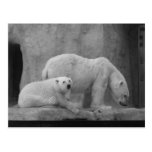 Polar Bears Postcard