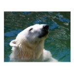 Polar bears smile postcards