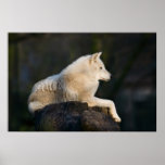 Polar Wolf Poster