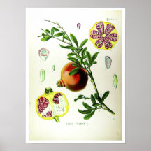 Pomegranate - Scientific Illustrations Posters