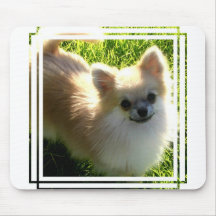 Pomeranian Puppies Mousepad