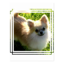 Pomeranian Puppies Postcard