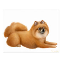 Pomeranian Puppy Postcard
