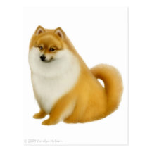 Pomeranian Puppy Postcard