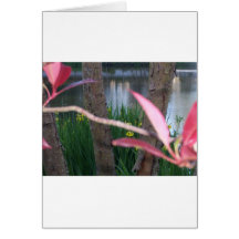 Pond Flora Card