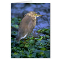 Pond Heron (Paddy Bird) Card
