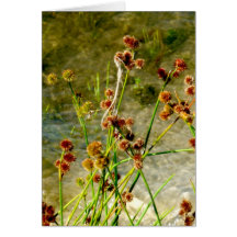 Pond shore plants, spiked puffs on stems photo card