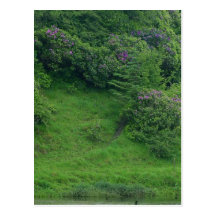 Ponds Bushes Trails Postcard