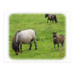 Pony and Foal 8J061D-09 Post Card