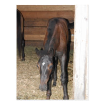 Pony/Horse Post Cards