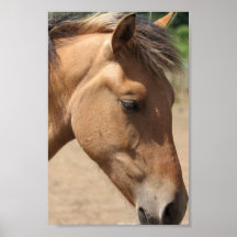 Pony Profile Poster Print