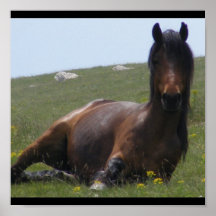 Pony Resting Poster