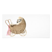 Poodle baby buggy photo card
