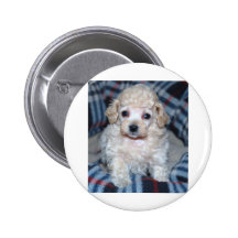 Poodle puppy GOT POO? Button