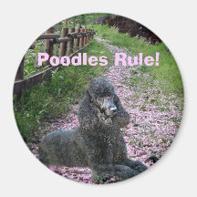 Poodles Rule Black Magnet