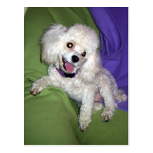 Poodles Rule Post Card