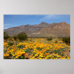Poppies of El Paso 2010 Posters