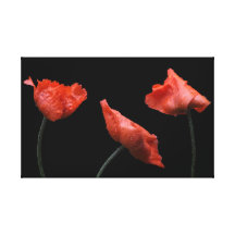 Poppies on Black Gallery Wrapped Canvas