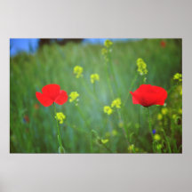 Poppies Print