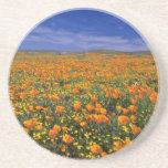 Poppy field  flowers drink coaster