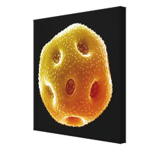 Poppy pollen canvas prints