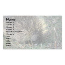 Porcupine Foraging Business Card