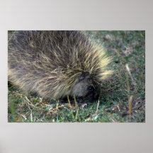 Porcupine Foraging Print