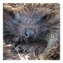 Porcupine Invitation