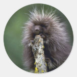 Porcupine-summer-youngster Sticker