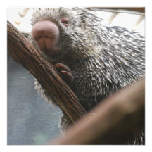 Porcupine with a Funny Nose Invitations