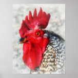 Portrait of a Rooster Print