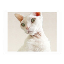 Portrait of Casper Postcard