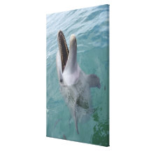 Portrait of Common Bottlenose Dolphin, Caribbean Gallery Wrap Canvas