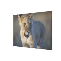 Portrait of Lion Cub (Panthera Leo), Namibia Gallery Wrapped Canvas