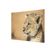 Portrait of Lion cub (Panthera Leo), Namibia Canvas Print