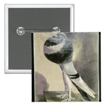 Portrait of Pouter Pigeon Buttons
